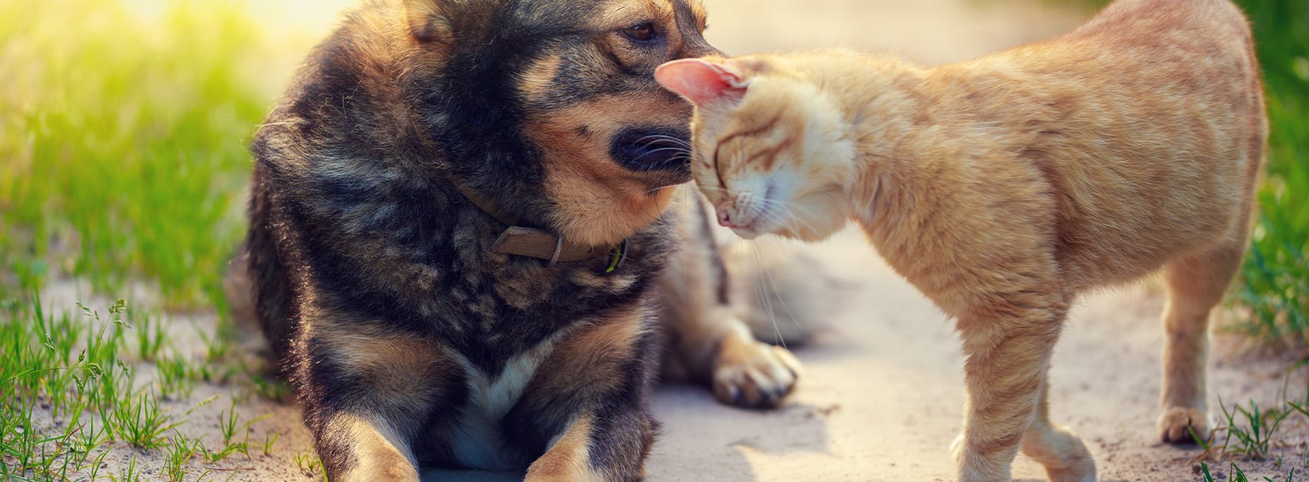 みらい動物病院