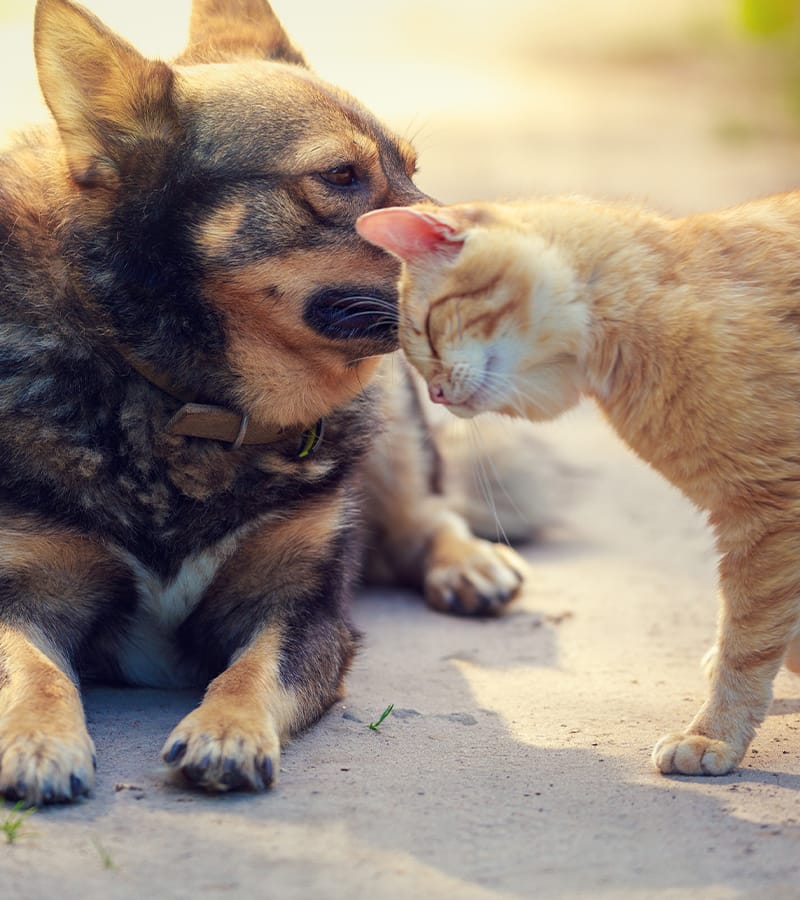 みらい動物病院